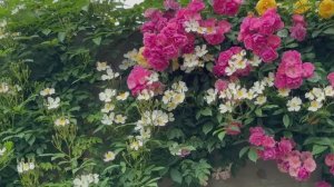 САДЫ ЯПОНИИ. ПРЕМИЯ САДУ  Rosa & Berry Tawada - Garden Excellence Award 2025.