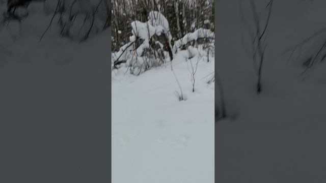 Куропатки по дороге домой смотреть онлайн