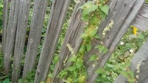 И снова повелика.