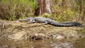 Видео охота за миссисипскими аллигаторами
