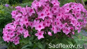 Флокс Озорница селекции Т. Шаповал