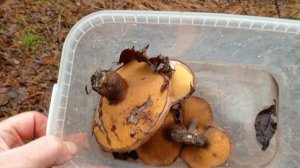 22 ноября. А грибы все растут в лесу