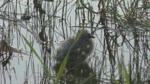 Ещё  один птенец чайки. Единственный малыш у мамы