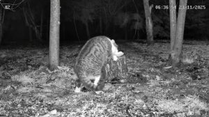 Встреча кота и лисы