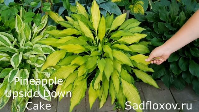 Хосты для солнечных мест или какие хосты не боятся солнца