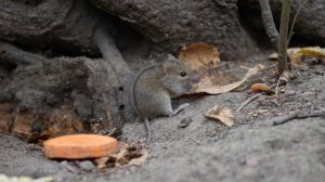 Мышонок. Зарисовка. 6 октября 2025