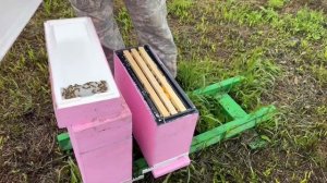 2 часть. Эксперимент с трёхрамочником, литром пчелы и маточкой Бакфаст