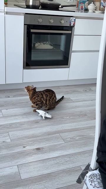 Синди тренируется на игрушке ! #кошка #охота #бенгальскаякошка #бенгал смотреть онлайн