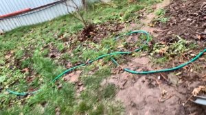 Виноград.Укрываем в «теплице»,