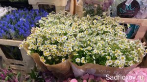 Где купить цветы к 8 Марта? Это Рижский рынок