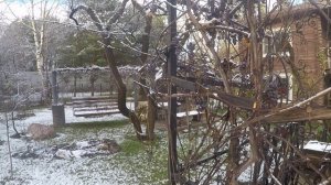 Подмосковный зимний виноград.