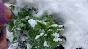 Мобильная грядка.