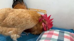 Под руководством кота милые животные стали лучшими друзьями  - 2025 год