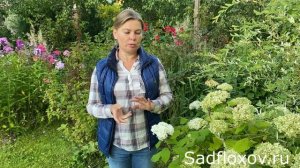 Мои гортензии