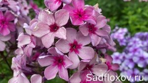 Флокс Гаврюша, селекции Г. Н. Никитиной в моем саду