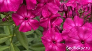 Яркий флокс Казаки-Разбойники, в моем саду