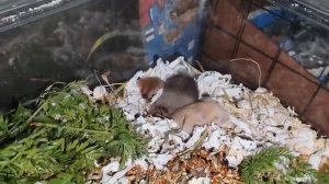 Растут #сирийские_хомяки #черепахового_окраса 22/11/25