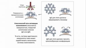 Система комплемента