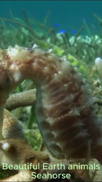 Красивые животные Земли - Seahorse
