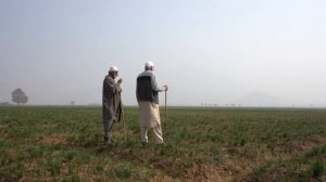 🌸Климатические изменения повлияли на урожай шафрана в Кашмире