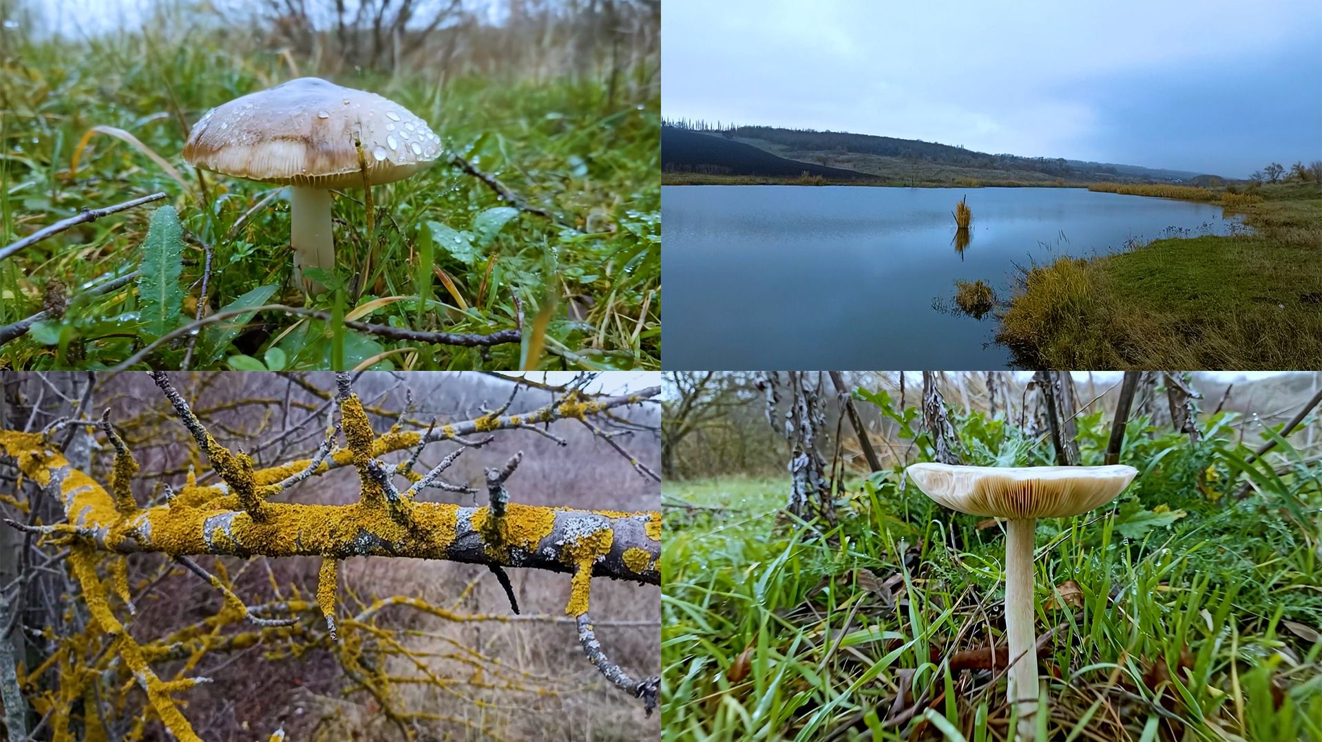 Осенние грибы у реки Овечка, степь и тишина Казьминки — Кочубеевский район, Ставрополье. смотреть онлайн