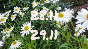 Лунный календарь для цветоводов с24.11-30.11.25г.