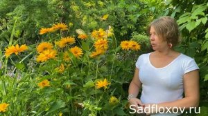 Цветы солнца - гелиопсисы в моем саду, пестролистный Лорейн Саншайн и его собрат