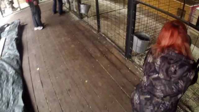 Карелия 2025. Часть 2. Берег Шуи. Сойважпорог. Карьяла парк. Хаски.