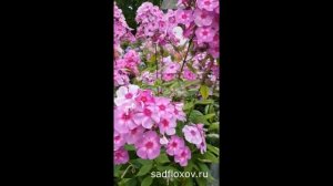 Флокс Инопланетный Гость моей селекции