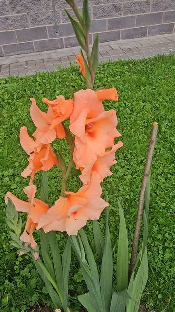 Роса на цветке! |  Погрузитесь в красоту природы!