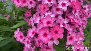 Необычный флокс Зазеркалье, моей селекции
