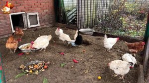 Куры осенью очень счастливы 🤗😂😜  (17)