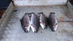 итоговый улов форели