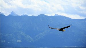 Зачем я здесь... - А.Тюрин О.Ахметова