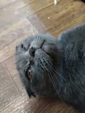 Просто трансляция от мистер динозавра