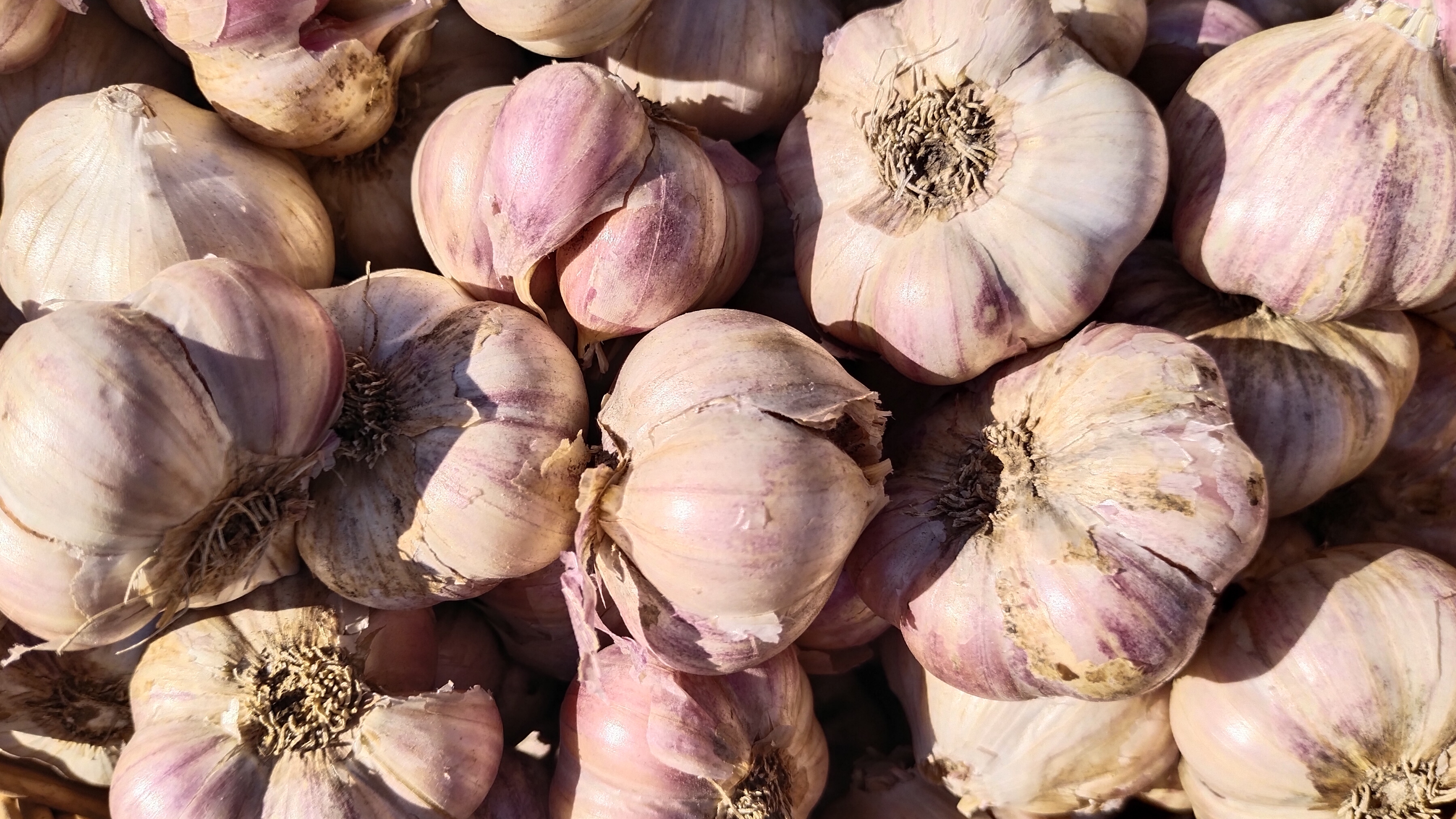 Чеснок озимый приготовила на хранение