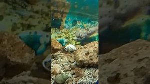 Я продолжаю смотреть рыб на выставке рыб.