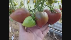 Томаты селекции Софии Сааковой.  т.89229284031