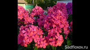 Цвета флоксов. Арбузные флоксы