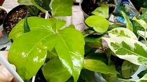 Обзор цветов на выставке в Анапе 16 ноября.