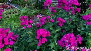 Темный флокс Далила (Dellilah), в моем саду