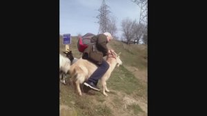 Родео-фристайл. Новый вид спорта. Садимся на всё что рядом пощевелилось и едем