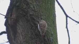 Пищуха. Маленькая птичка пищуха крупным планом