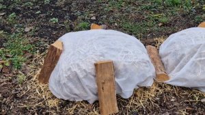 Малина в зиму