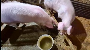 Жизнь на Алтае,Свинье стало легче,пришёл пораньше и начал сразу бесить,Мое хозяйство