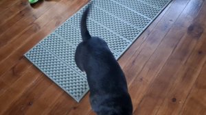 Ложит и ложит)))). Выпилила лошадок. Златобровка