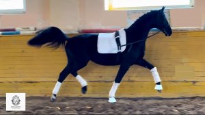 ВИДЕО ЯВЛЯЕТСЯ СОБСТВЕННОСТЬЮ КАНАЛА «КОННЫЙ ЗАВОД ВЕЕДЕРН»