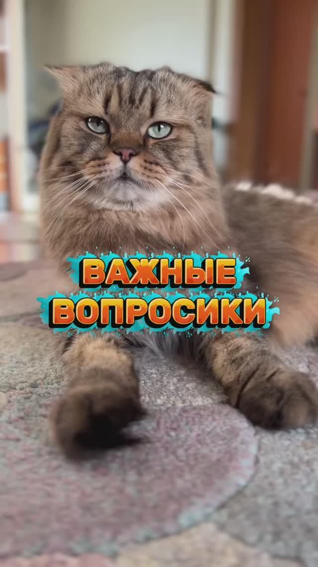 А вы поставили ёлку?🎄😸 #котики #юмор #кот