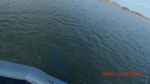 Кастинговая сеть наловили огромных карасей отличная рыбалка.