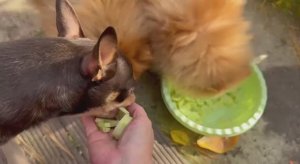 Огурчики все хвостики любят.